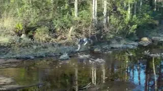 Metsälle