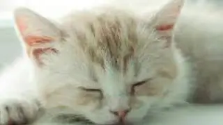 Милые котята и щенки 😊🐕🐶🐩🐈🐱