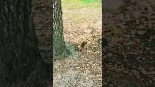 Белоусовский парк