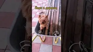 Посадили принцессу в тачку😂 