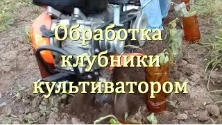 Обработка клубники культиватором