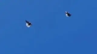 Мелитопольские голуби. Для любителей…
