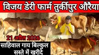 Cow dairy farm || औरैया तुर्कीपुर | cow for sale || साहिवाल गाय का शानदार लाट उपलब्ध है #sahiwalcow 