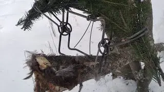 установка гуманного капкана на жердь . охота на соболя .