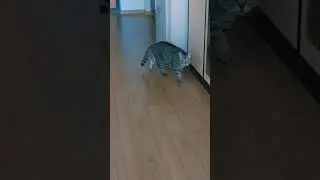 ВЫХОД СУЛТАНШИ В СВЕТ))