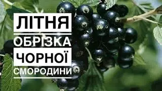 ЛІТНЯ ОБРІЗКА ЧОРНОЇ СМОРОДИНИ