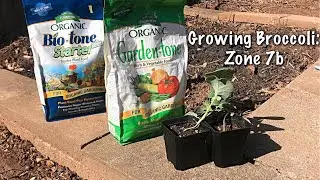 Zone 7b: Growing Broccoli