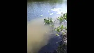 Река Сейм  (уж в реке)