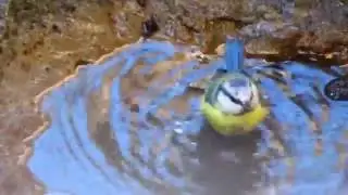 Лазоревка купается. Сентябрь.