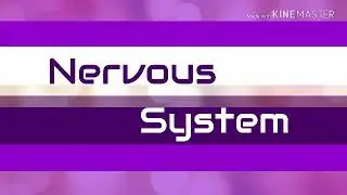 Nervous system// latest update 2019