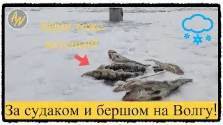 На Волгу за судаком в первый раз!
