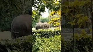 Alipur Zoo has a variety of species from all over the globe 🌎. 