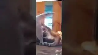 смертельный бой котэ