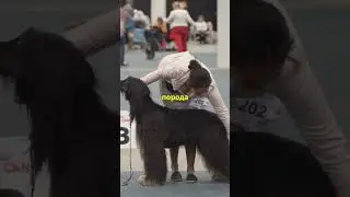 Удивительные факты про собак, которые ты не знал!