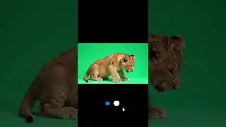 Lion cub sitting and sneezing Green Screen Effect #animals #lioncub #greenscreen #chromakey #vfx