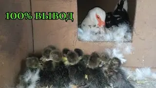 Утка молодец! Все утята вылупились!
