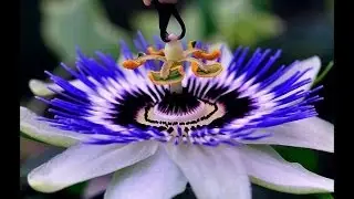 Passion fruit  Фрукт страсти
