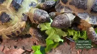 Зоопарк Жива планета у Дніпрі запрошує на екскурсію!