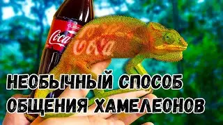 Как хамелеоны меняют свой цвет?