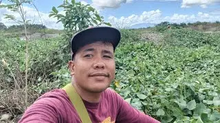 BALIK ULIT SA KANGKONGAN MAMINGWIT NANAMAN TAYO
