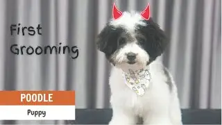 Tough Puppy on its First Grooming Day | ASIAN CUTE DOGS