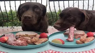 Dog Reviews Food ASMR 狗狗吃播边牧狗吃生食物小狗吃饭狗吃生骨肉狗吃什么, 快来看看有没有你喜欢吃的肉肉吧