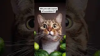 Why are cats scared of cucumbers?! 🥒🙀 #shorts