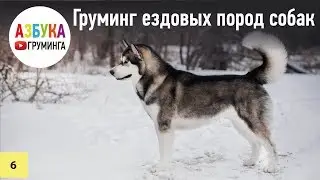 Ездовые собаки - груминг хаски, маламута, самоеда. Гонки. Принцип работы с двойным типом шерсти.