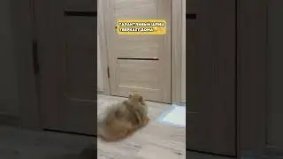 Говорят, что тверк появился благодаря Джойке🧐  