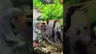 Аквариум как хобби 