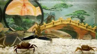 The Crabs Are Trying to Crawl Up The Sand To Hunt