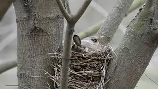 Дрозд и гнездо