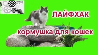 Лайфхак Кормушка для КОШЕК