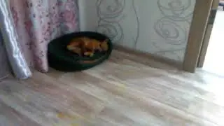 Злюка Стёпа собака
