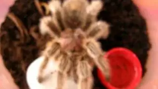 My Grammstola Rosea