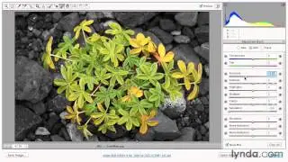 Creating selective color effects with the Adjustment Brush - Adobe Photoshop Essential