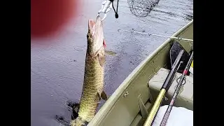 Fishing for Muskie 🎣 Top-water Lures  #muskiefishing #muskie #muskies #fishing #lures