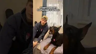 Тут твоя добертерапия - подпишись 🐾 Наш Rutube канал: _roxyulya_ #доберман #собака #дрессировка