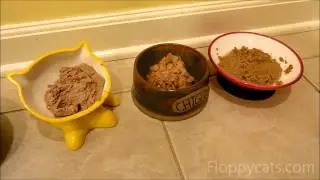 Designer Pet Bowls MeowChow, LG Potter, and ModaPet - ねこ - ラグドール -- Floppycats