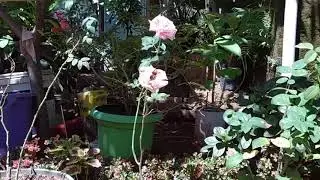 Nunggu bunga mawar berbuah