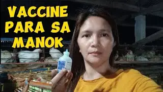NAG-APPLY KAMI NG VACCINE SA MGA MANOK|PHILIPPINE POULTRY FARMING