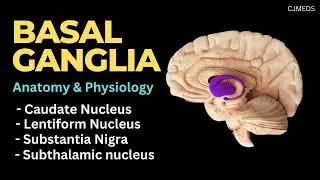 Basal Ganglia (Basal Nuclei) | Caudate Nucleus | Lentiform Nucleus | Anatomy and Physiology |