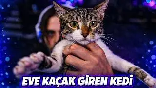 Elraenn Evine Kaçak Giren Kediyi Gösteriyor