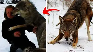 10 Facts You Didn't Know About Wolves...