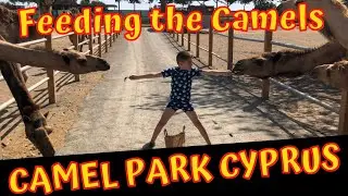 Feeding the #camels at Camel Park Mazotos in Cyprus - Fun Day Out   #vlog #camelpark