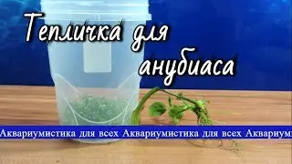 Тепличка для Анубиаса. Мох Сфагнум