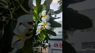 After before photo editing. #editingtutorial #nature #flower #slowmo #slowmode #photography #slow