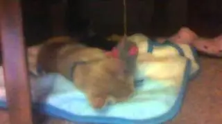the cat v.s the mouse Part 1!