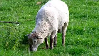 No Copyright Stock Footage - Sheep