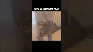 Something's in the way, but what is it? #kittisaurus #cats #challenge #invisiblewall
